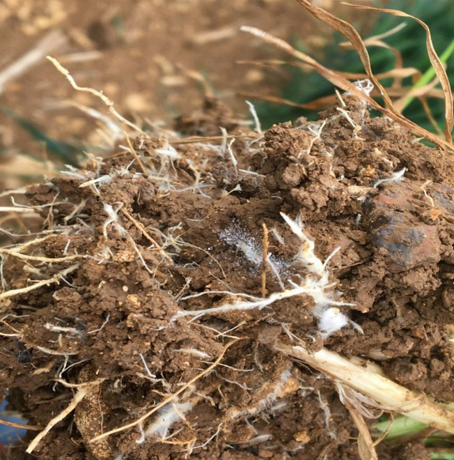 Science needed to underpin carbon calculators