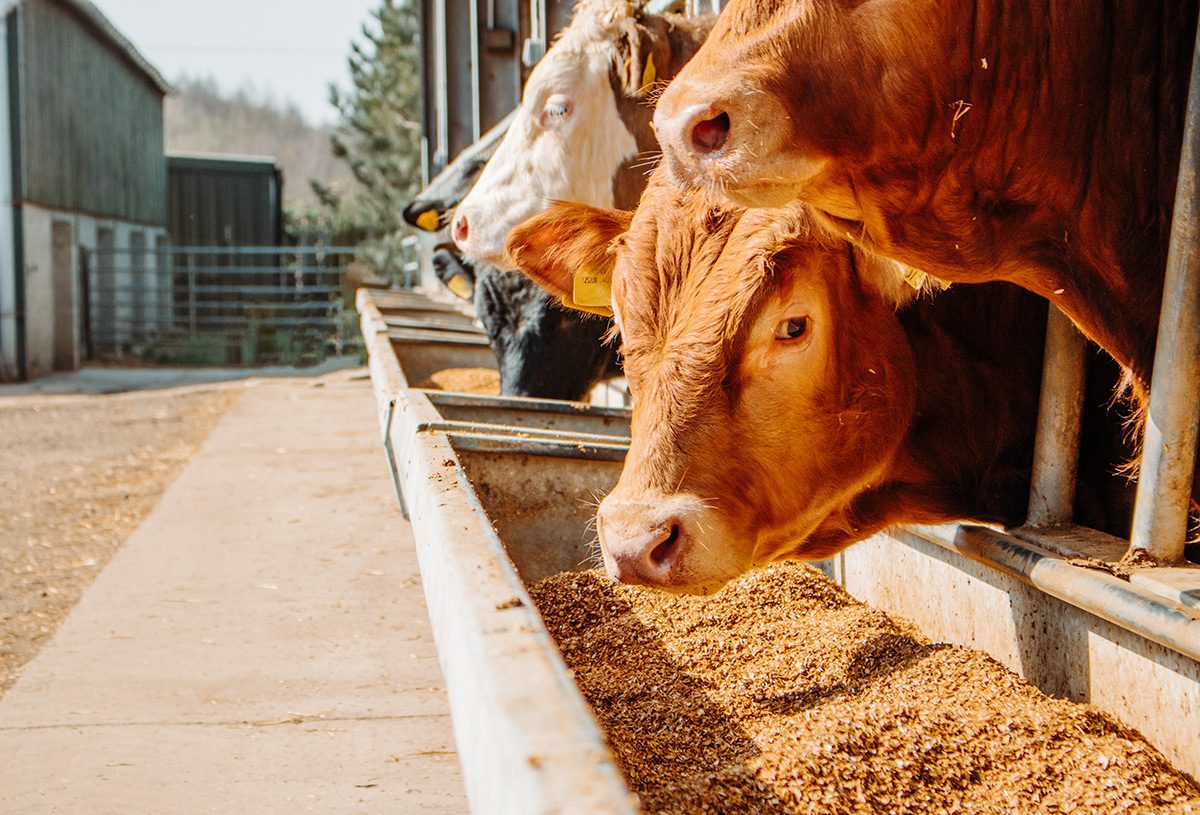 Policosanol (Triacontanol) supplier Policosanol (Triacontanol) supplier